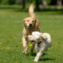 Ten Effective Ways To Keep Pets Healthy!!